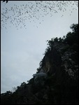 Bats (Near Villa's) Leaving Cave