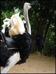 Ostrich, Da Lat, Vietnam