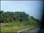 Oil Palm Trees, Journey to Penang, Malaysia