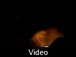 VIDEO-Night Safari, Kuala Tahan, Malaysia