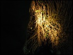 Tropical Bird, Night Safari, Kuala Tahan, Malaysia