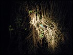 Tropical Bird, Night Safari, Kuala Tahan, Malaysia