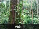 VIDEOS- Wild Orangatans