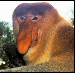 Proboscis Monkey