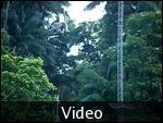 VIDEO-Wild Monkeys, Bako, Malaysia