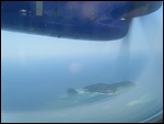 Flying to Kota Kinabula (Malaysia)