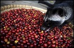 EATING THE COFFEE BEANS