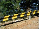 Monkeys along Road, Lombok, Indonesia