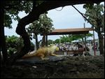 Iguana Statue, Puerto Ayora, Galapagos, Ecuador
