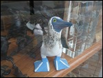 Blue Footed Boobie Doll, Galapagos, Ecuador