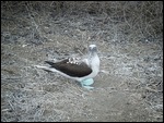 Blue Footed Boobie, Isla de la Plata, Ecuador