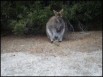 Sleeping Wallabye (ROO)