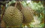 Duriian on  Tree