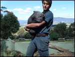 Wombat, Wildlife Sanctuary, Australia