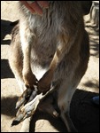 Kangaroo With Joey in Pouch
