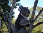 Koala Bear, Wildlife Sanctuary Australia