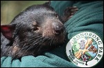 Tasmanian Devil