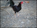 Chicken With Tether on Foot