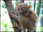 Web Photo of Tarsier