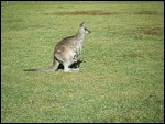 Australia 2014