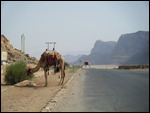 Camel in Wadi Rum, Jordan 