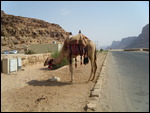 Camel in Wadi Rum, Jordan 