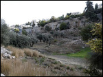 Olive Trees in Hinnon Valley, Field of Blood 