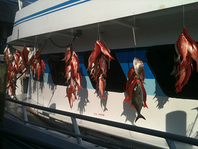 Daily Catch