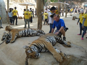 The Tiger And Me