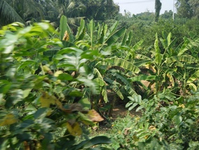Foliage Along Train Route