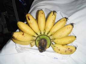 Finger Size Bananas