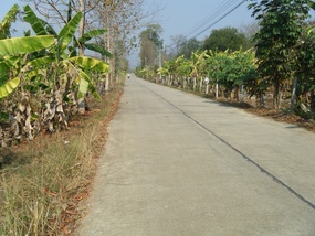 Banana Trees Outside Pai Above Hostel