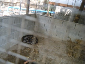 Snake Farm