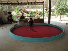 Snake Show