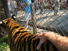 My Tiger Won't Stop