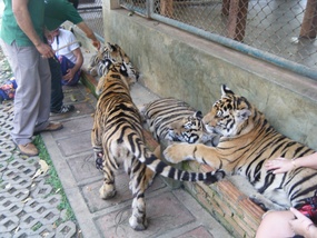 Playful 7 Month Old Tigers