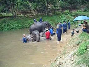 Elephant Bathing