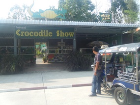 Crocodiles! 