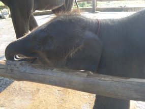 "Baby Elephant"