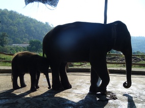 Elephant and Calf - "Baby"