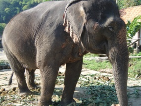 Asian Elephants