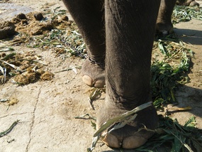 Elephant Foot