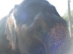 Asian Elephant