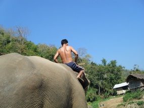 Mahout and Elephant