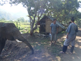 Mahout and Trainee