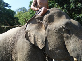 Mahout