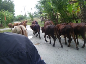 Cattle Won't Let Us Pass!