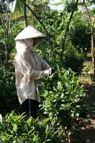 145. Tea picking