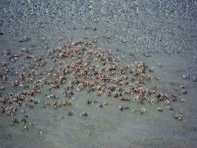 430. Crabs