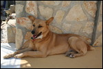 Dingo